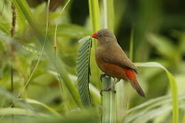 Anambra Waxbill