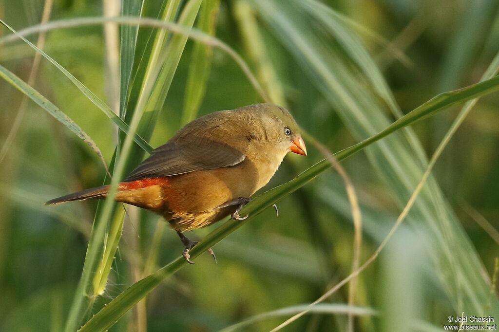 Anambra Waxbill, identification