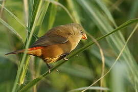 Anambra Waxbill