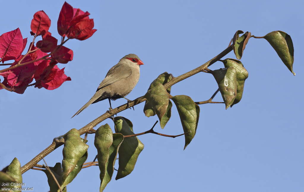 Common Waxbilladult, identification
