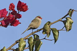 Common Waxbill