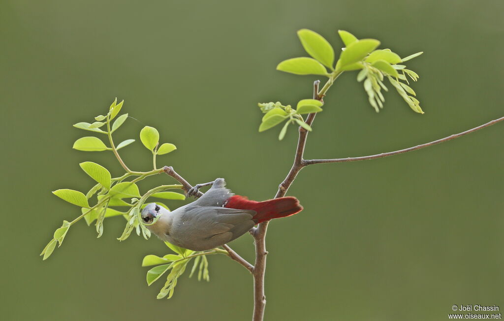 Lavender Waxbill, identification, eats