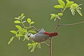 Lavender Waxbill