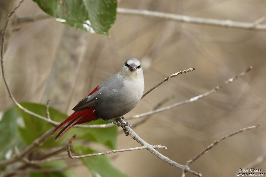 Lavender Waxbill, identification