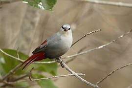 Lavender Waxbill