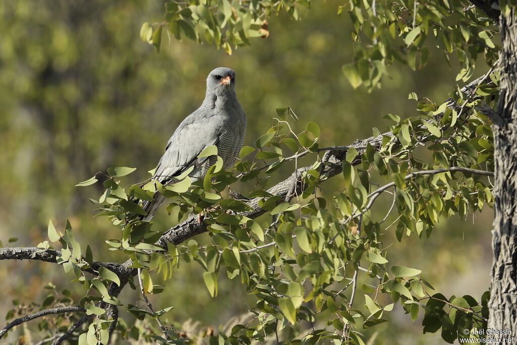 Pale Chanting Goshawk, identification