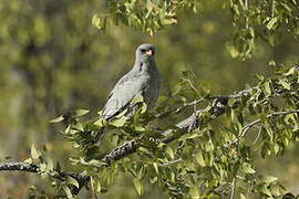 Pale Chanting Goshawk