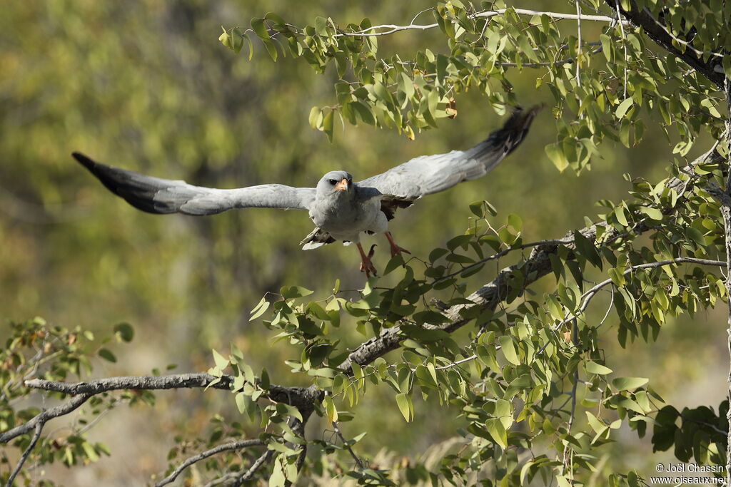 Pale Chanting Goshawk, Flight