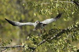 Pale Chanting Goshawk