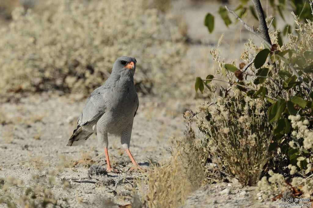 Pale Chanting Goshawk, identification