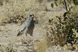 Pale Chanting Goshawk