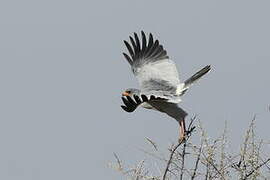 Pale Chanting Goshawk