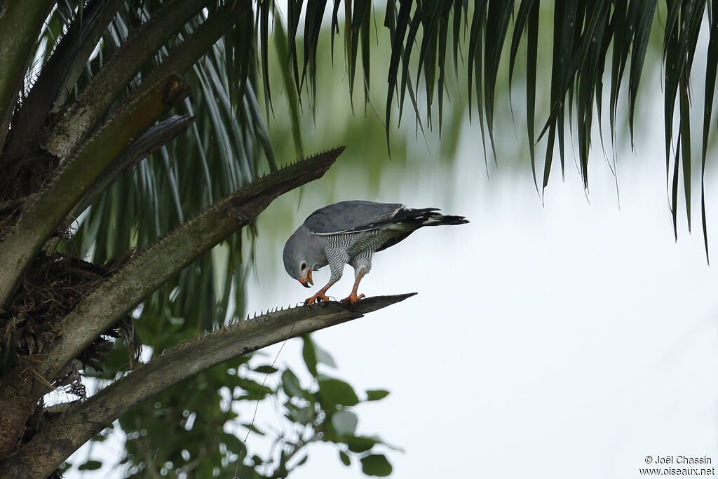 Autour unibande, identification