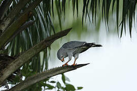 Lizard Buzzard