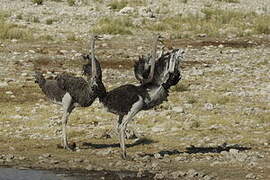 Common Ostrich