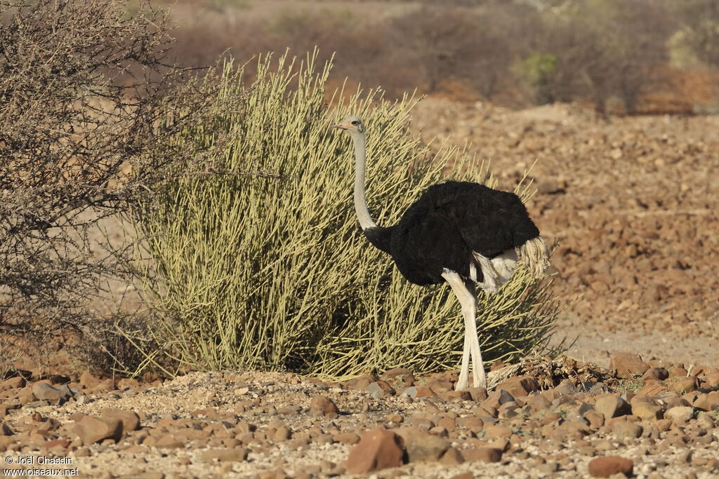 Autruche d'Afrique