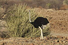 Common Ostrich