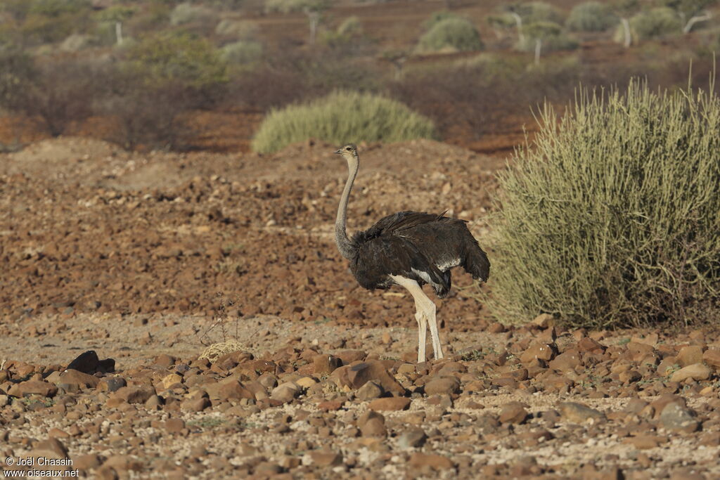 Common Ostrich