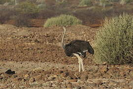 Common Ostrich