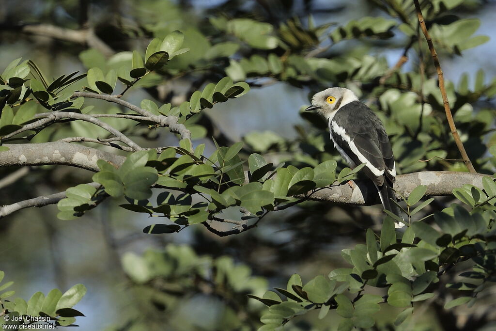 White-crested Helmetshrikeadult, identification