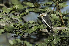 White-crested Helmetshrike