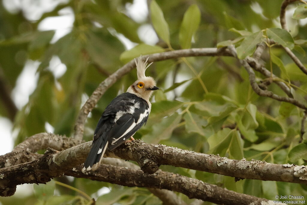 White-crested Helmetshrike, identification