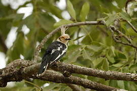 White-crested Helmetshrike