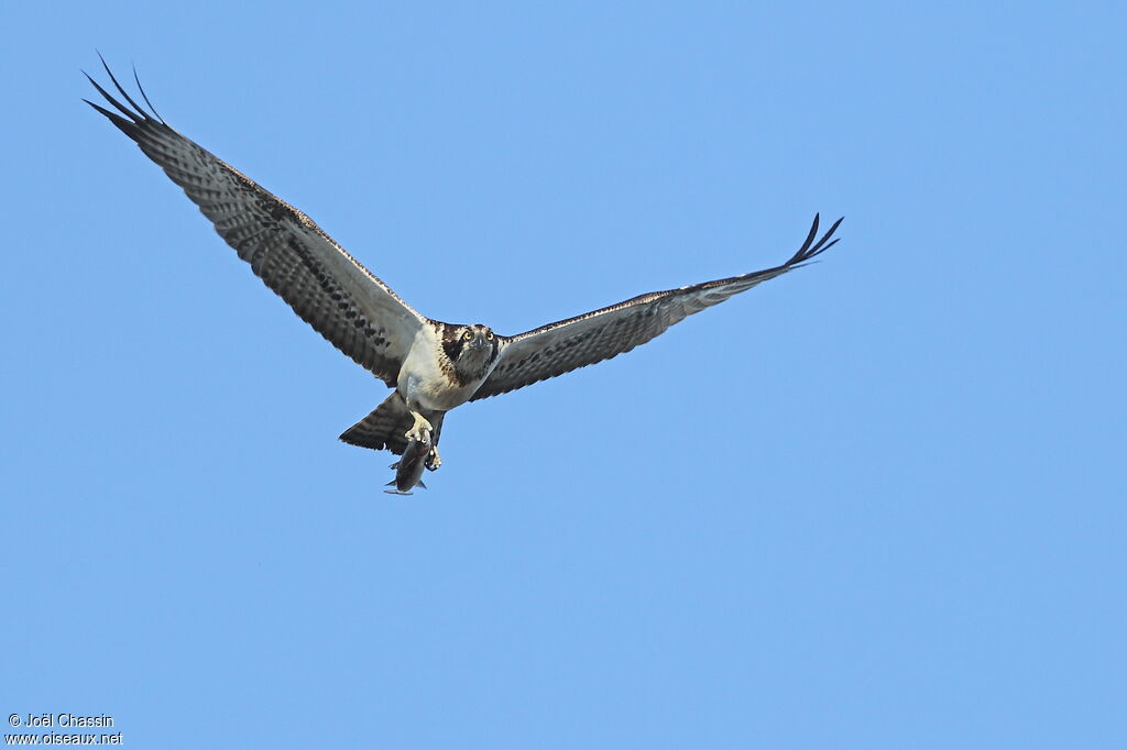 Western Osprey, identification, Flight, fishing/hunting