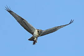 Western Osprey