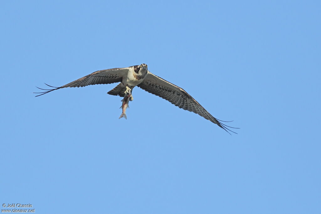 Osprey, identification, Flight, fishing/hunting