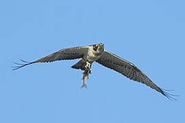 Western Osprey