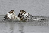 Balbuzard pêcheur