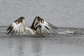 Western Osprey