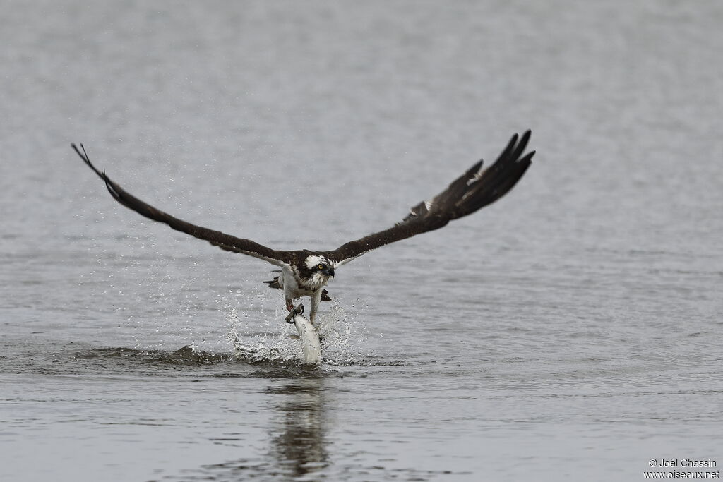 Western Osprey, identification, fishing/hunting