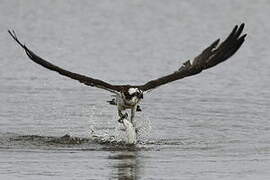 Western Osprey