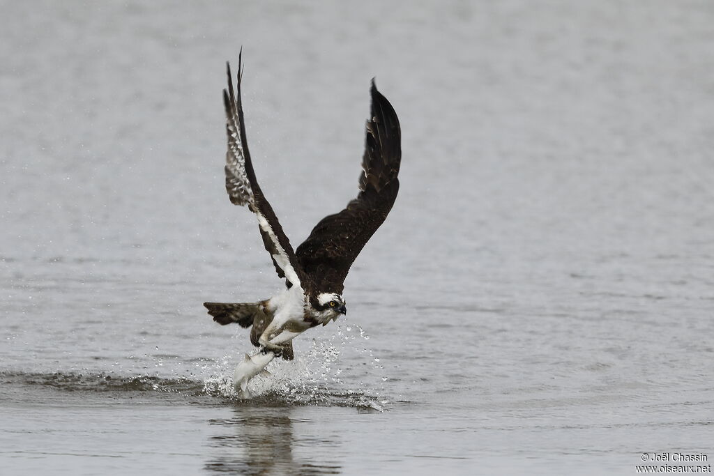 Osprey, identification, fishing/hunting