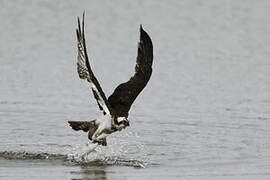 Western Osprey