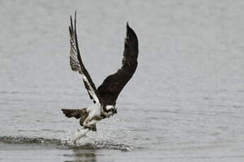 Balbuzard pêcheur