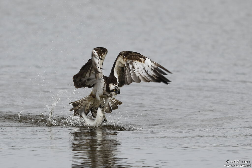 Balbuzard pêcheur, identification, pêche/chasse