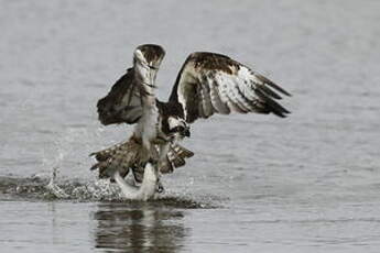 Balbuzard pêcheur