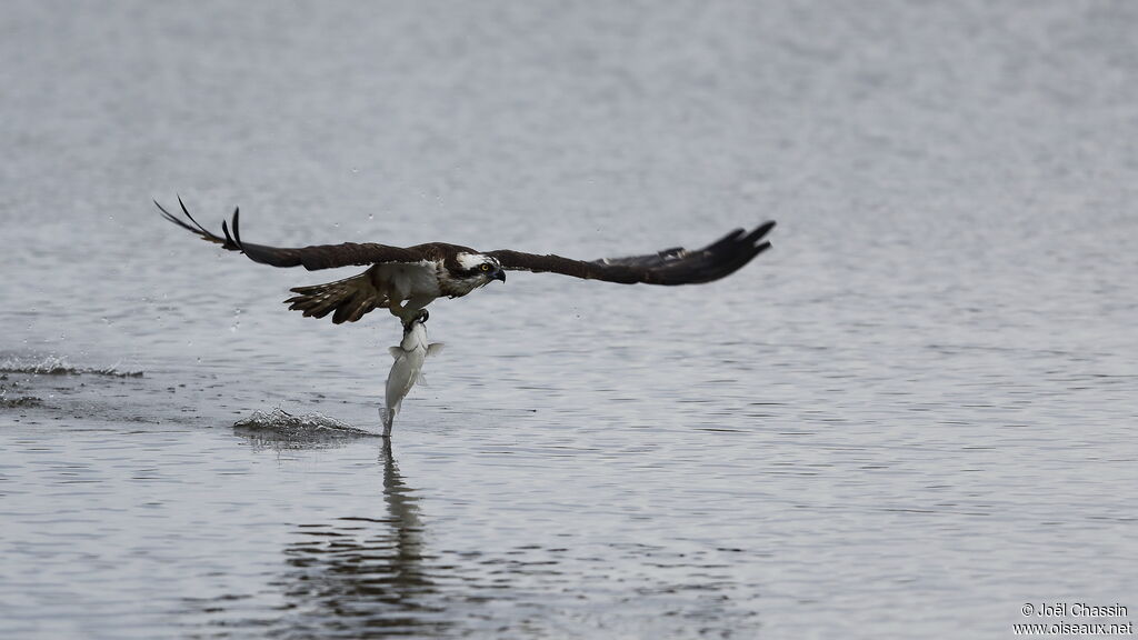 Osprey, identification, fishing/hunting