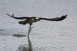 Western Osprey