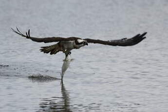 Balbuzard pêcheur