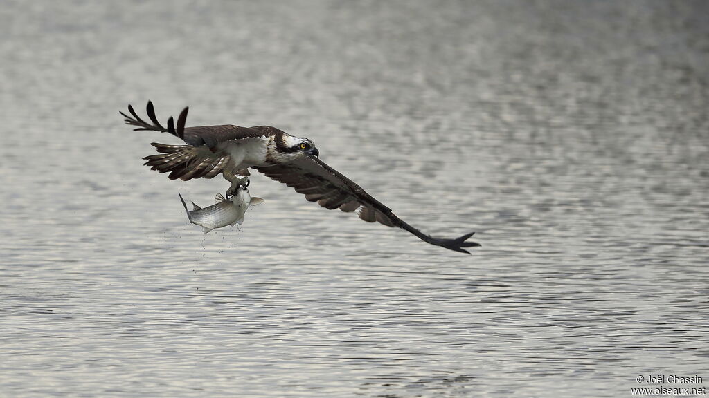 Western Osprey, identification, fishing/hunting