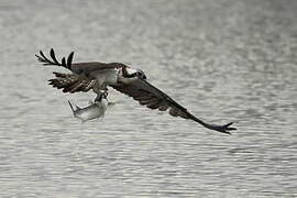 Western Osprey