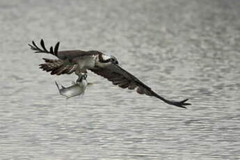 Balbuzard pêcheur