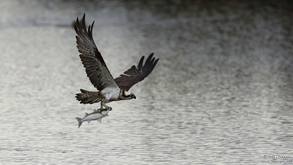 Balbuzard pêcheur, identification, pêche/chasse