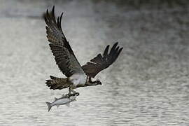 Western Osprey