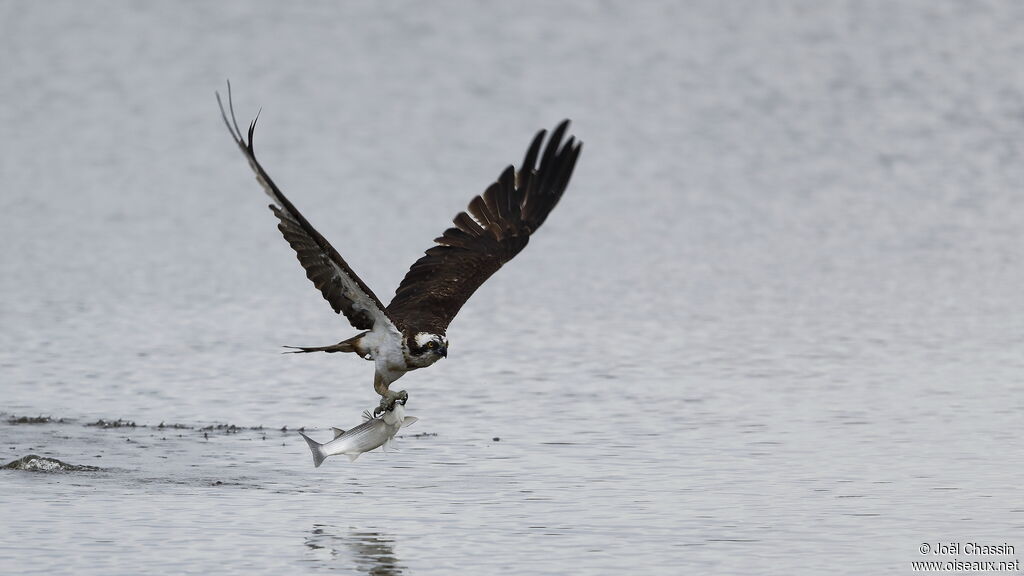 Western Osprey, identification, fishing/hunting