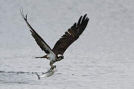 Western Osprey